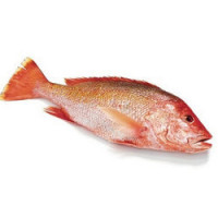 Bhola Fish- 500gm